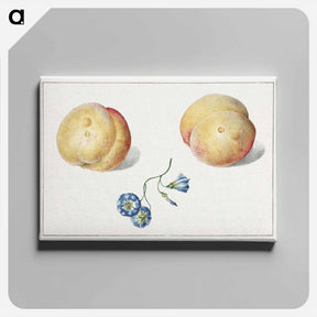 アートパネル-Twee perzikken en een bloem
 - ジョージアス ヤコブス ヨハネス ファン オス Canvas.