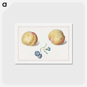 アートポストカード-Twee perzikken en een bloem
 - ジョージアス ヤコブス ヨハネス ファン オス Postcard.