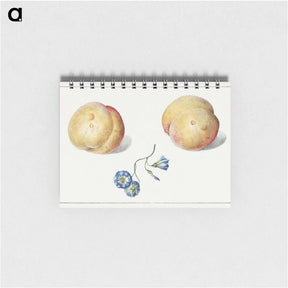 アートメモ帳-Twee perzikken en een bloem
 - ジョージアス ヤコブス ヨハネス ファン オス Memo.