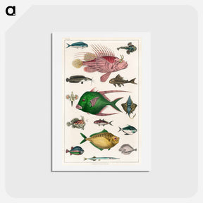 アートポストカード-Collection of Fishes
 - ゴールドスミスの生き生きとした自然 Postcard.