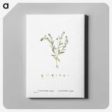1-15_Histoire-des-Plantes-Grasses_canvas