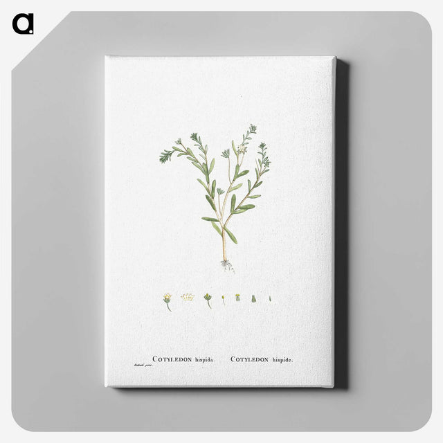 1-15_Histoire-des-Plantes-Grasses_canvas