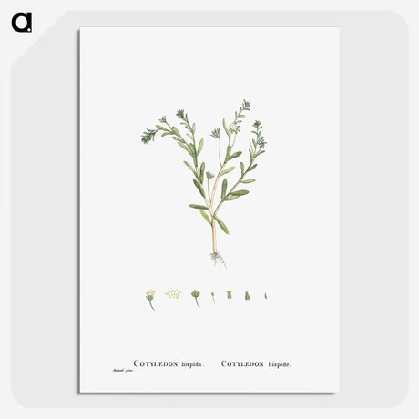 1-15_Histoire-des-Plantes-Grasses_picture-crop
