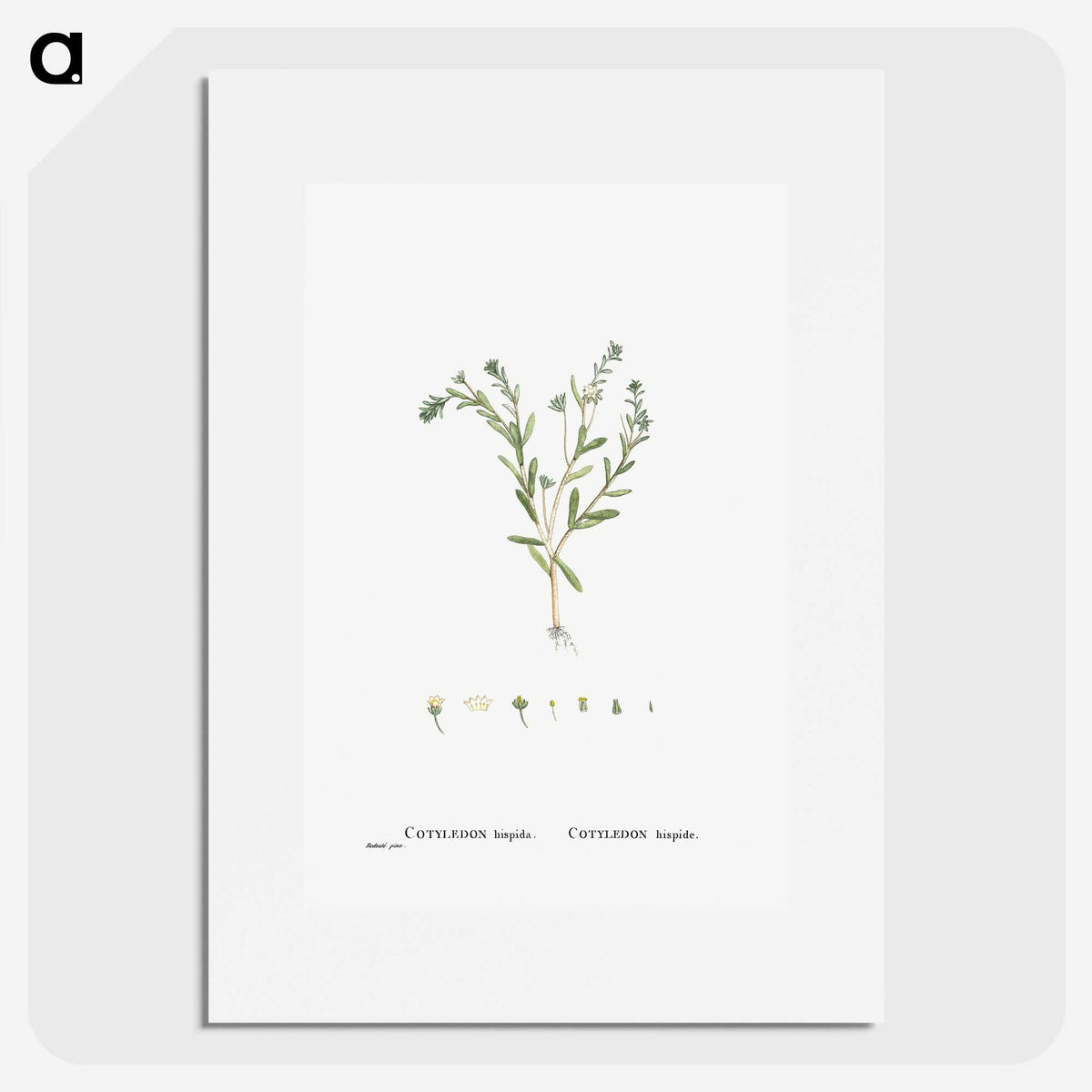 1-15_Histoire-des-Plantes-Grasses_picture