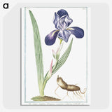 1-15_Hortus-Romanus-Botanical-Plates_picture-crop