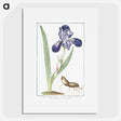 1-15_Hortus-Romanus-Botanical-Plates_picture