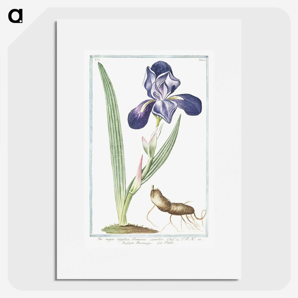1-15_Hortus-Romanus-Botanical-Plates_picture