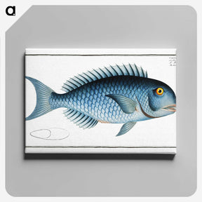 1-15_Ichtyologie-ou-Histoire-naturelle_canvas