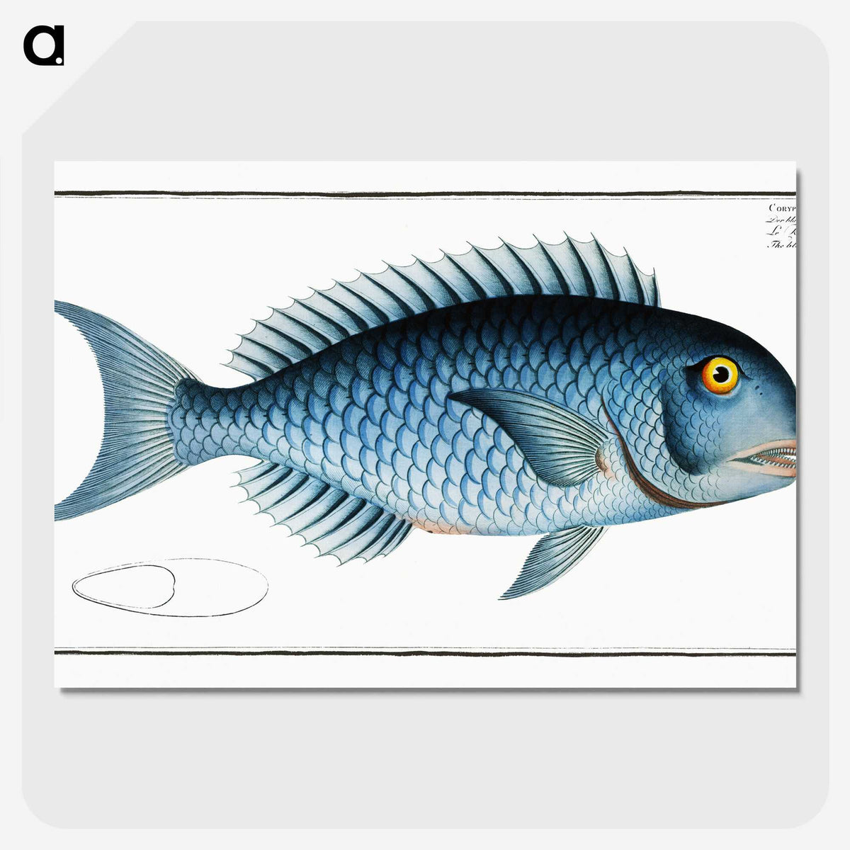 1-15_Ichtyologie-ou-Histoire-naturelle_picture-crop