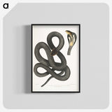 1-15_Indian-Zoology_blk-crop