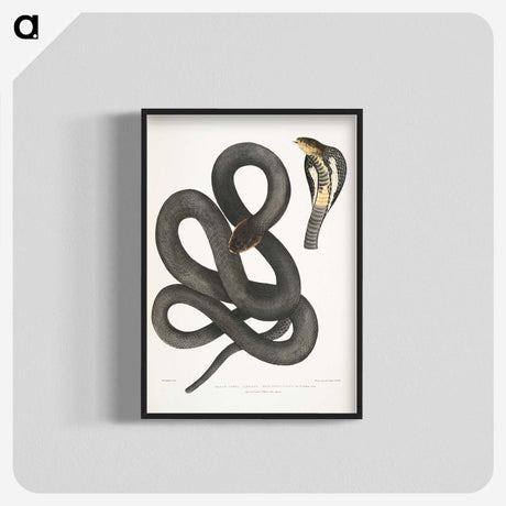 1-15_Indian-Zoology_blk-crop