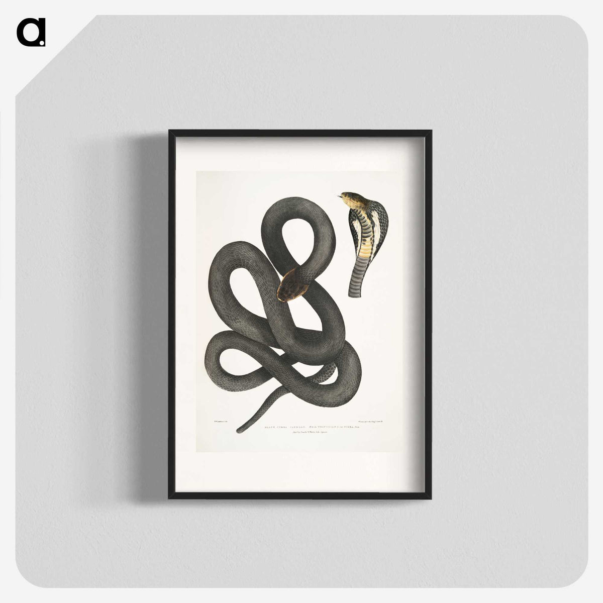 1-15_Indian-Zoology_blk