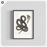 1-15_Indian-Zoology_blk
