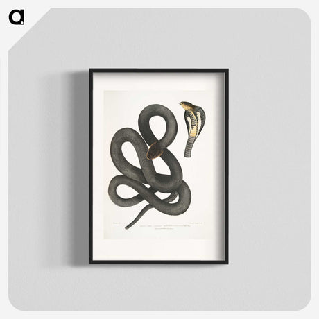 1-15_Indian-Zoology_blk