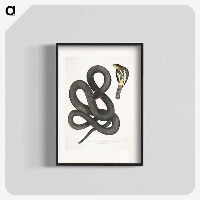 1-15_Indian-Zoology_blk