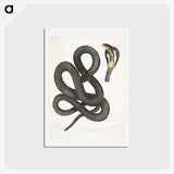 1-15_Indian-Zoology_hagaki