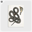 1-15_Indian-Zoology_postcard