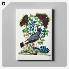 アートパネル-Northern Wheatear, Bilberry and Camberwell Beauty
 - ジェームズ ボルトン Canvas.