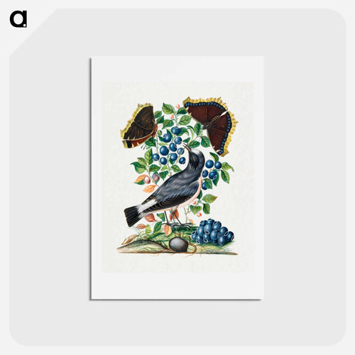 Northern Wheatear, Bilberry and Camberwell Beauty
 - ジェームズ ボルトン Postcard.