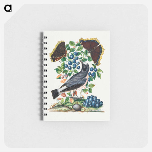 Northern Wheatear, Bilberry and Camberwell Beauty
 - ジェームズ ボルトン Memo.