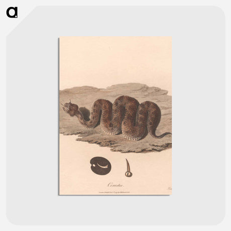 アートポストカード-Cerastes
 - ジェームス ヒース Postcard.