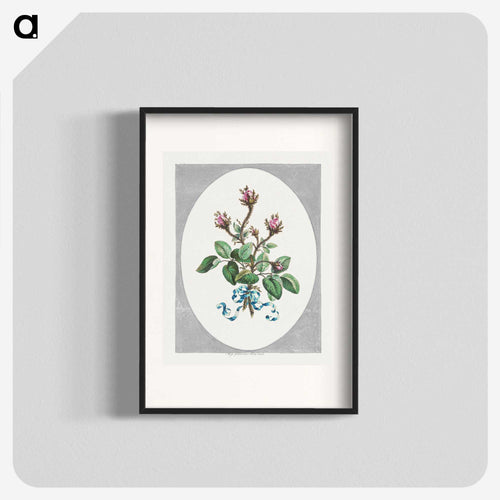 Moss Province Rose Buds
 - ジョン エドワーズ Poster.