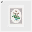 アートポストカード-Moss Province Rose Buds
 - ジョン エドワーズ Postcard.