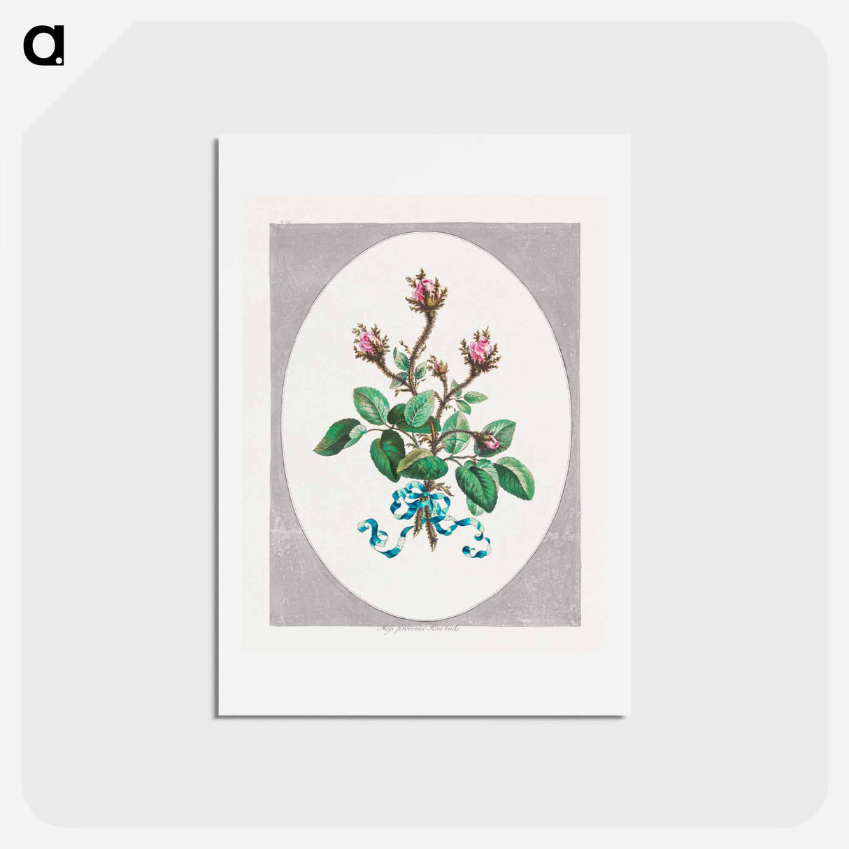 アートポストカード-Moss Province Rose Buds
 - ジョン エドワーズ Postcard.