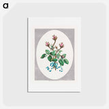 アートポストカード-Moss Province Rose Buds
 - ジョン エドワーズ Postcard.
