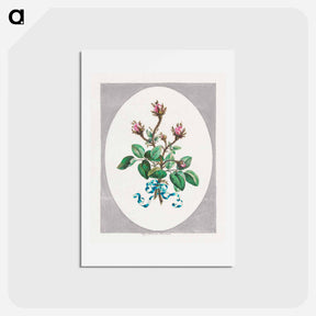 アートポストカード-Moss Province Rose Buds
 - ジョン エドワーズ Postcard.