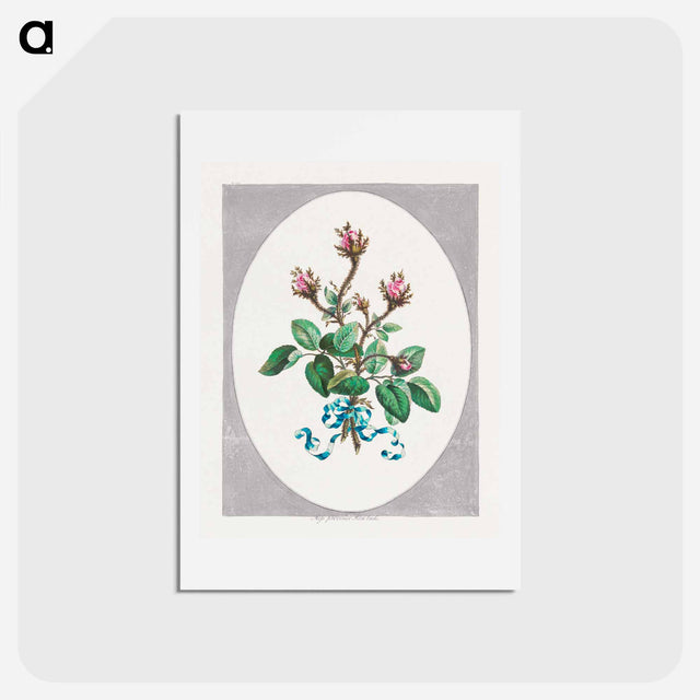 アートポストカード-Moss Province Rose Buds
 - ジョン エドワーズ Postcard.
