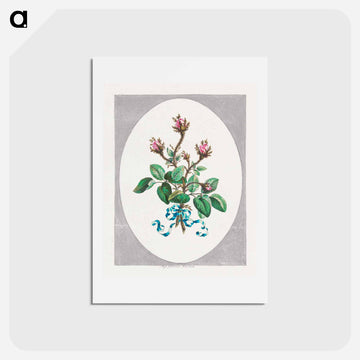 Moss Province Rose Buds
 - ジョン エドワーズ Postcard.