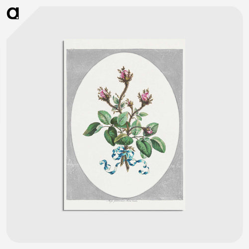 Moss Province Rose Buds
 - ジョン エドワーズ Postcard.