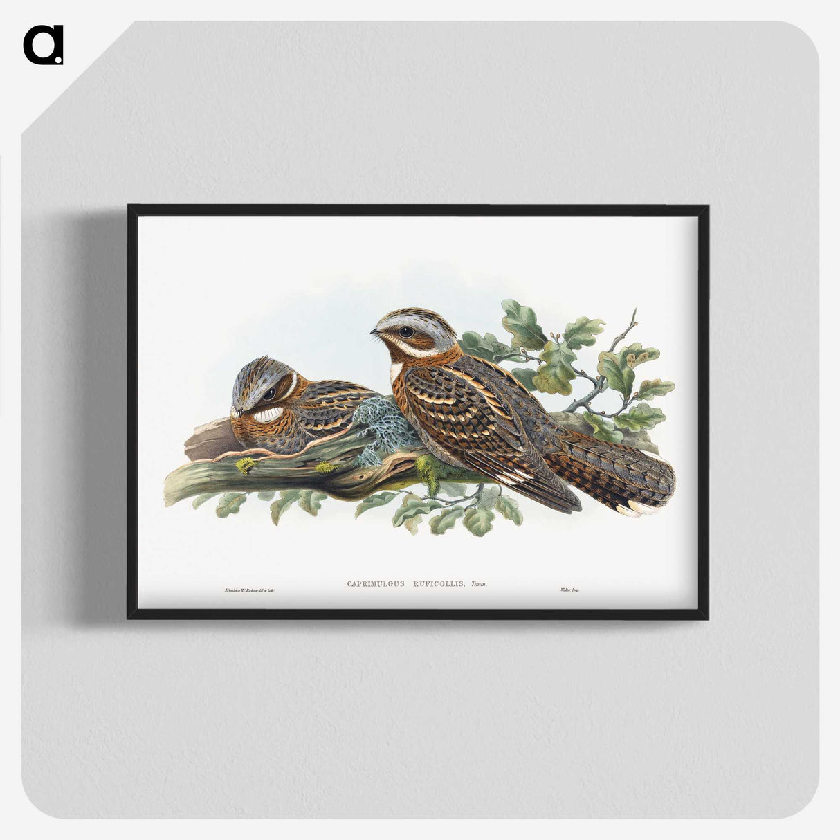 1-15_John-Gould_blk-crop