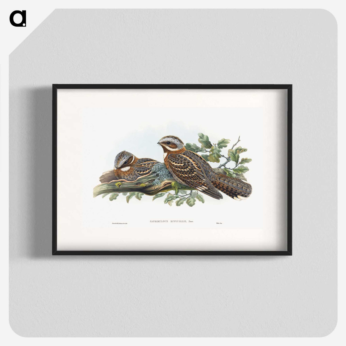 1-15_John-Gould_blk