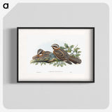 1-15_John-Gould_blk