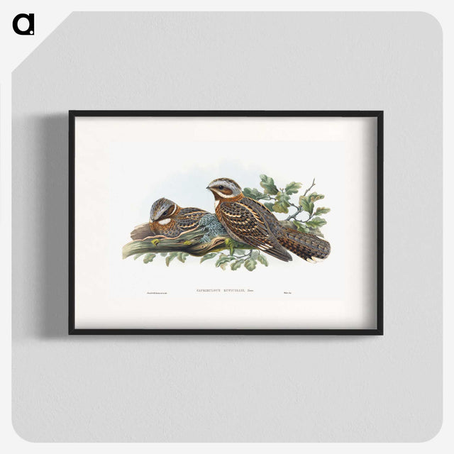 1-15_John-Gould_blk