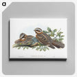 1-15_John-Gould_canvas