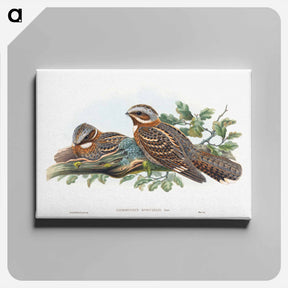 アートパネル-Caprimulgus Ruficollis
 - ジョン グールド Canvas.