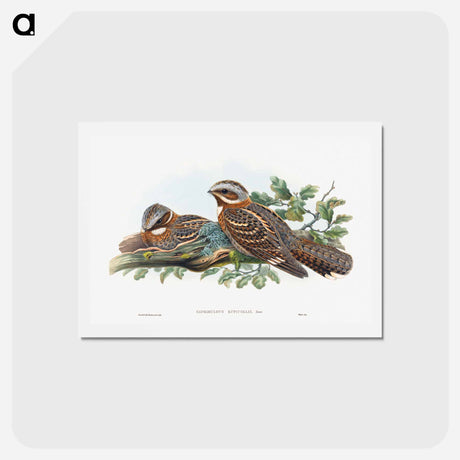 アートポストカード-Caprimulgus Ruficollis
 - ジョン グールド Postcard.