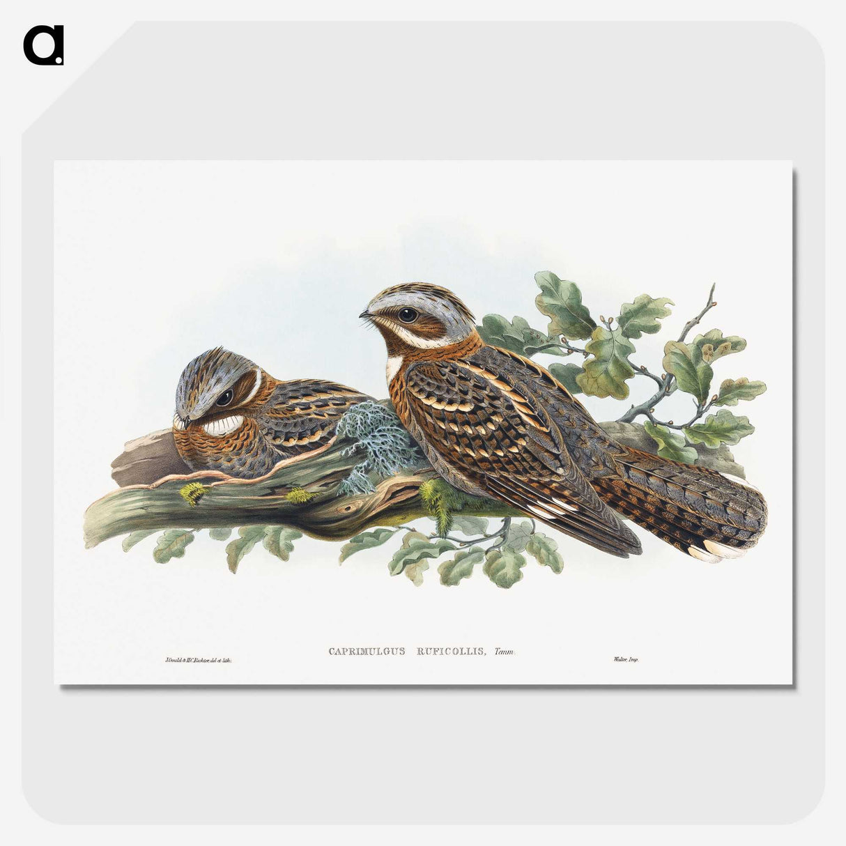 1-15_John-Gould_picture-crop
