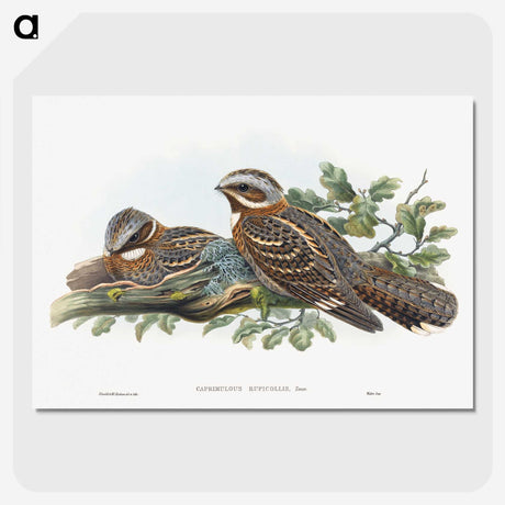 1-15_John-Gould_picture-crop