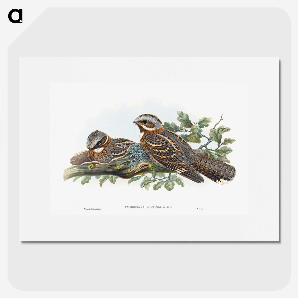 1-15_John-Gould_picture