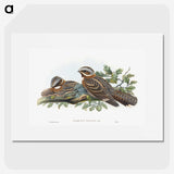 1-15_John-Gould_picture
