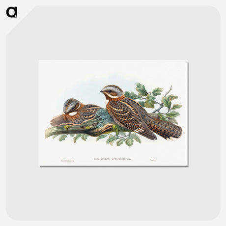 アートポストカード-Caprimulgus Ruficollis
 - ジョン グールド Postcard.