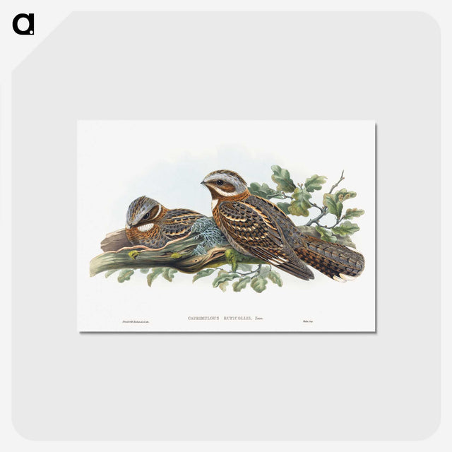 1-15_John-Gould_postcard