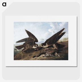 1-15_John-James-Audubon_picture