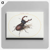 1-15_Joris-Hoefnagel_canvas