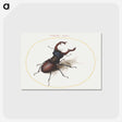 1-15_Joris-Hoefnagel_postcard