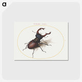 1-15_Joris-Hoefnagel_postcard